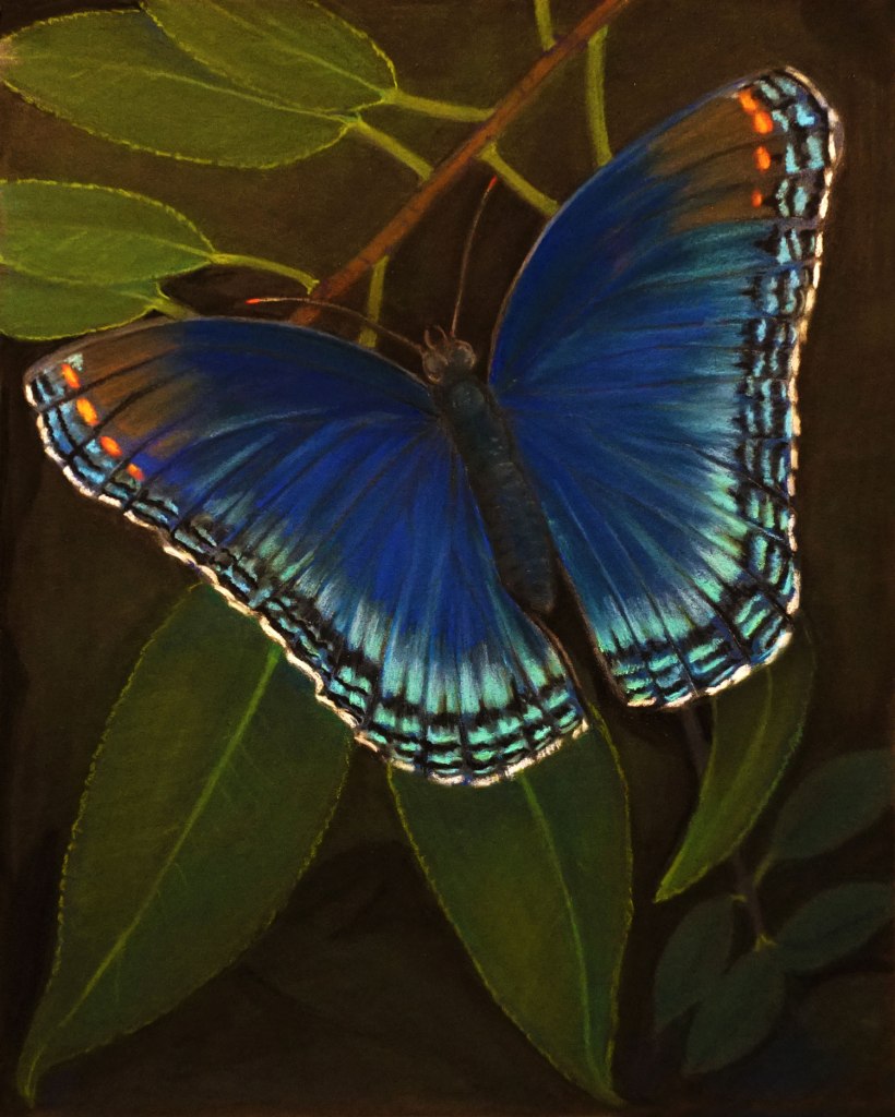 Red Spotted Purple with Wild Cherry, Pastel 9 x 12
