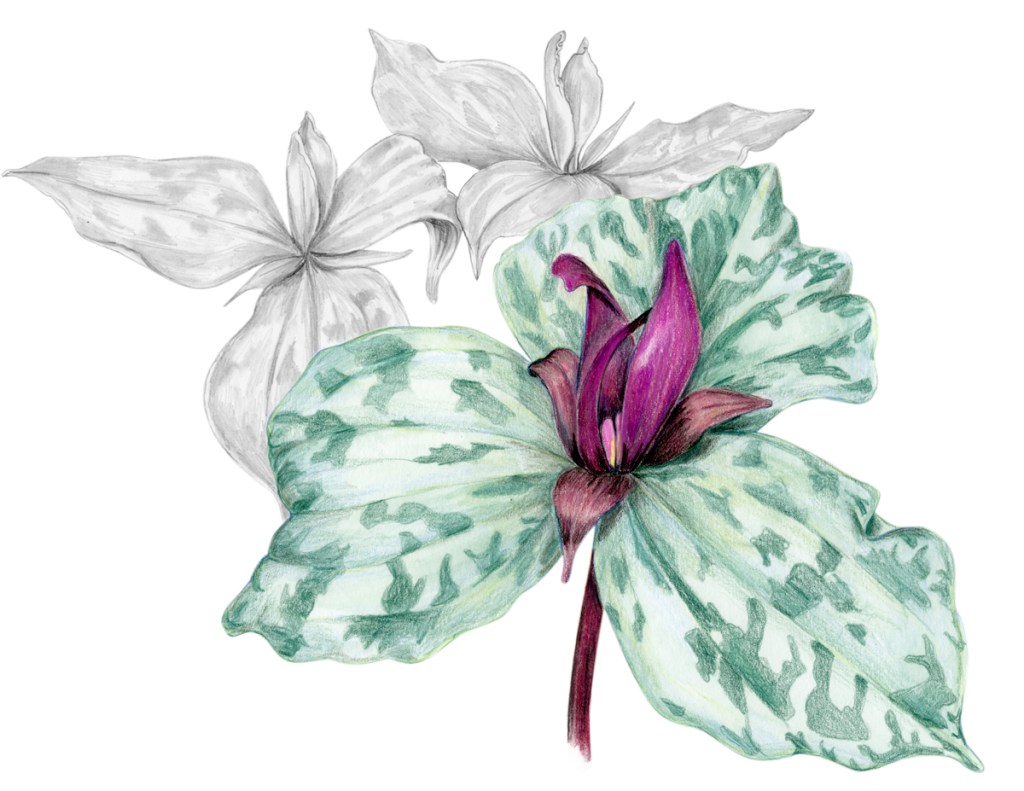 Red Trillium, Colored Pencil and Graphite 11 x 8.5