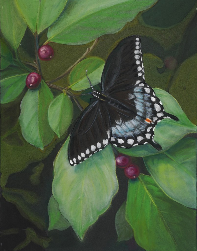 Spicebush Swallowtail with Spicebush, Pastel 9 x 12