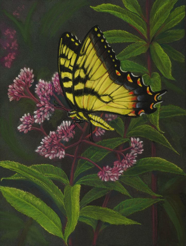 Tiger Swallowtail with Joe Pye Weed, Pastel 9 x 12