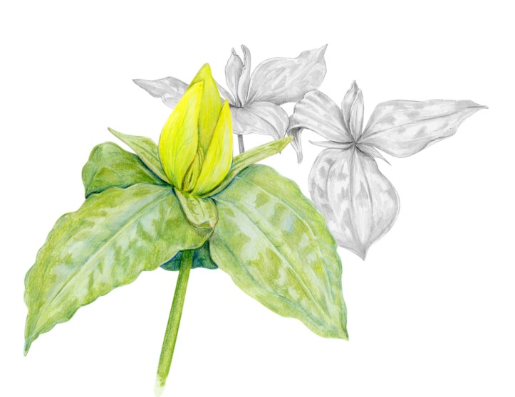 Yellow Trillium, Watercolor and Graphite 11 x 8.5
